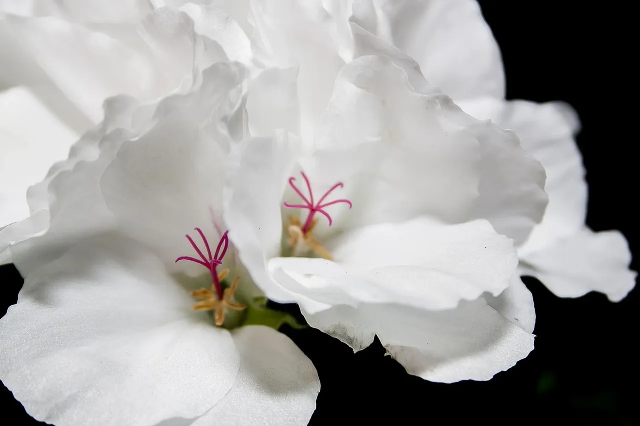 Geranium Psilostemon