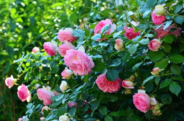 by Noelle Johnson Landscape Consulting