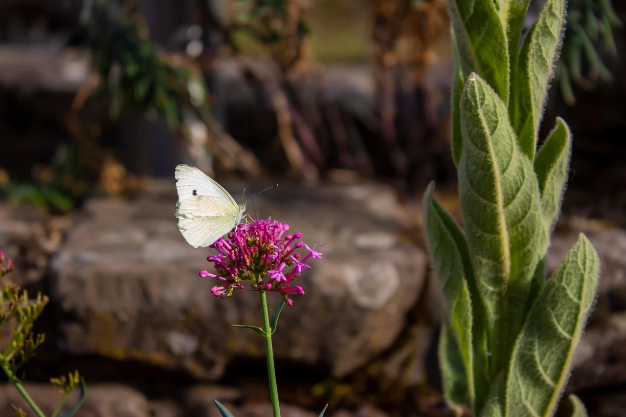 Valeriana officinalis 
