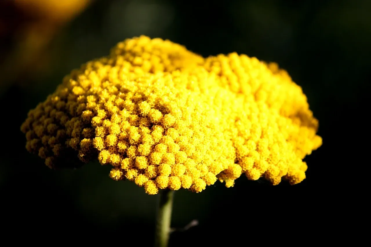 Yarrow (Achillea millefolium) flower