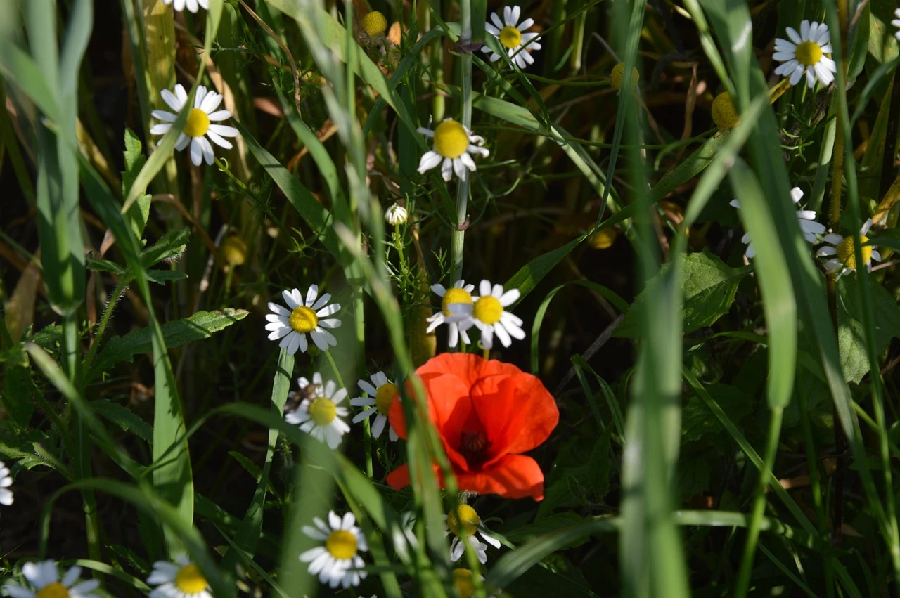 Chamomile field flowers border