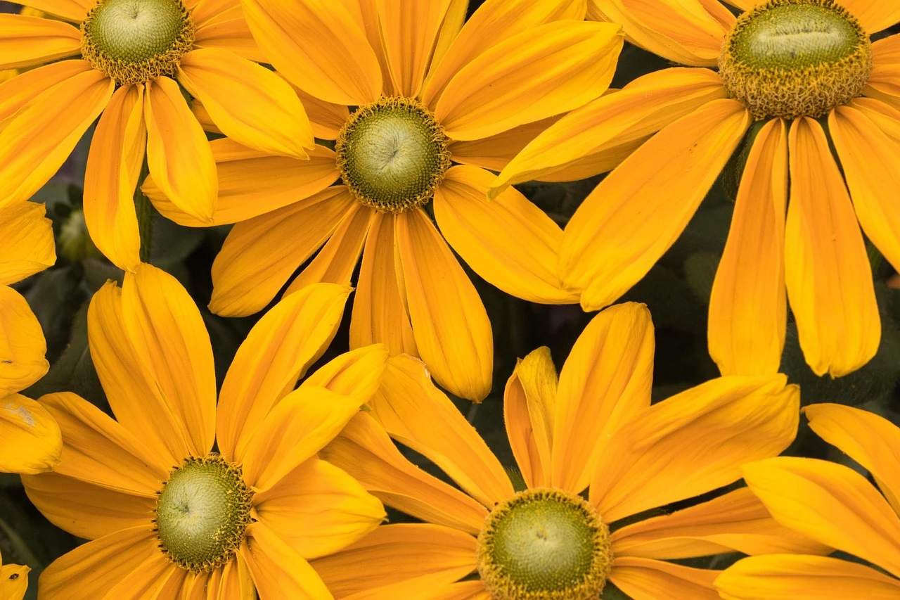 Summer garden plants