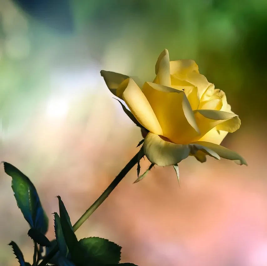Rosa Starlight Symphony (‘Harwisdom’) - Rose of the Year 2019 - RHS Hampton Court Palace Flower Show 2018