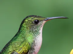 Young Allen's Hummingbird at Pom Blossom