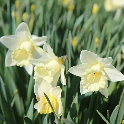 Traditional Landscape Iris germanica