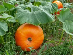vegetable supply crisis