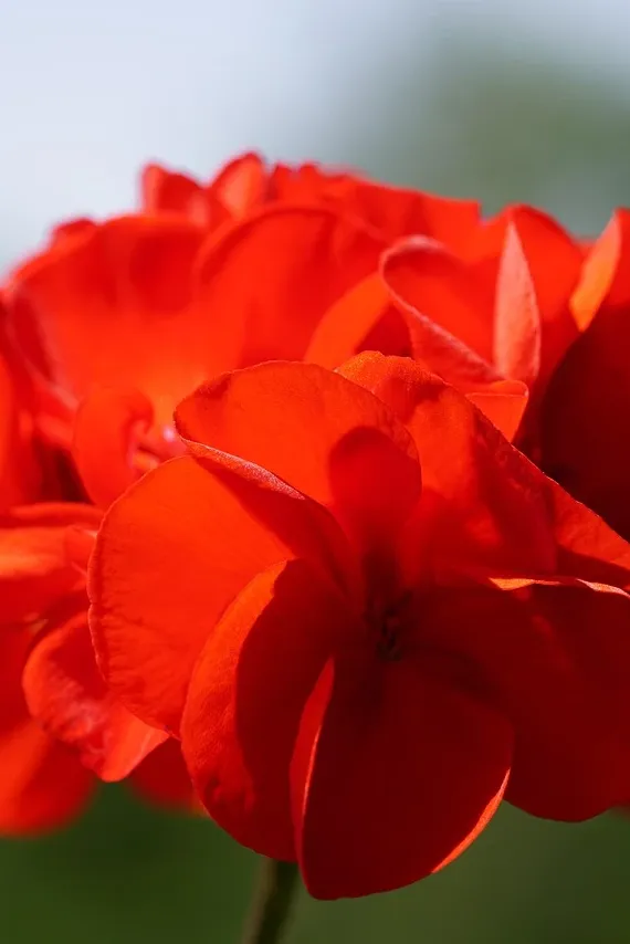 Geraniums balcony gardening