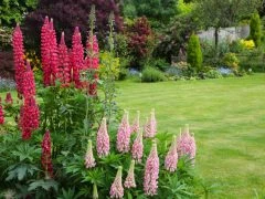 garden-lawn