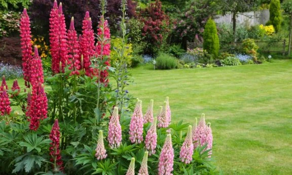 garden-lawn