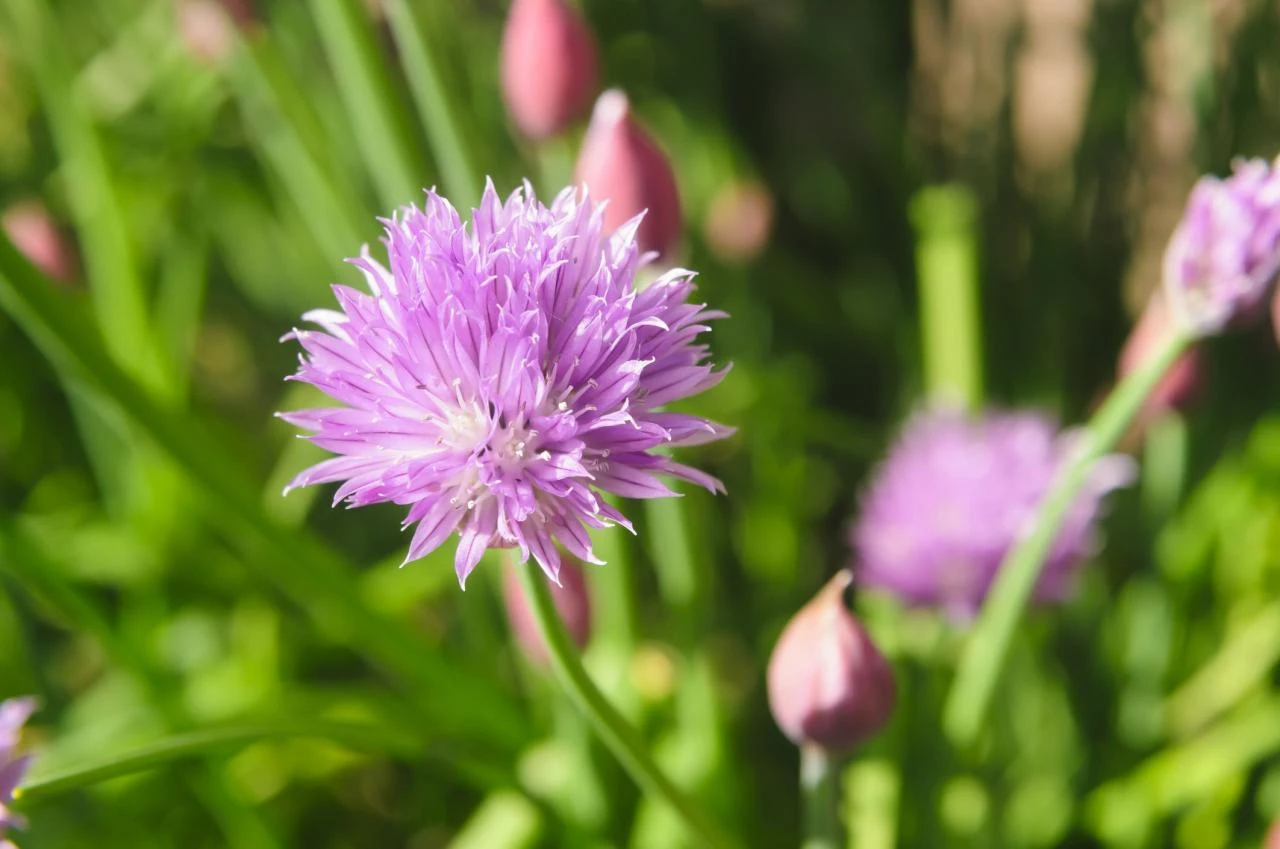 Chives (Allium schoenoprasum) in flower
