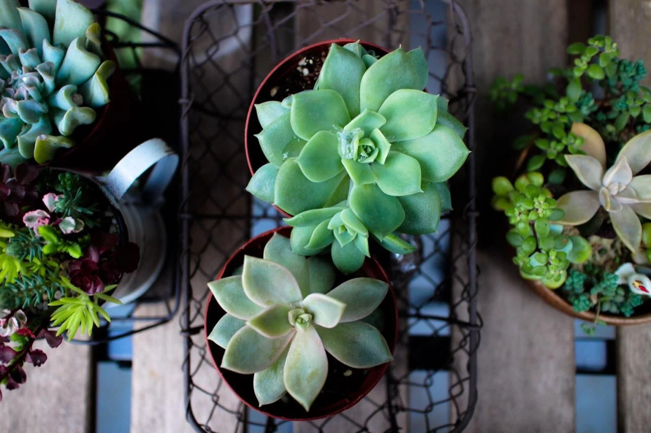 Directly Above View Of Succulent Plants At Home