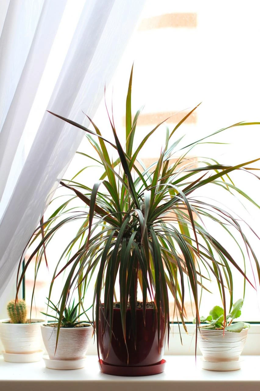 Houseplant dracena (dracaena) in a flower pot on the window sill