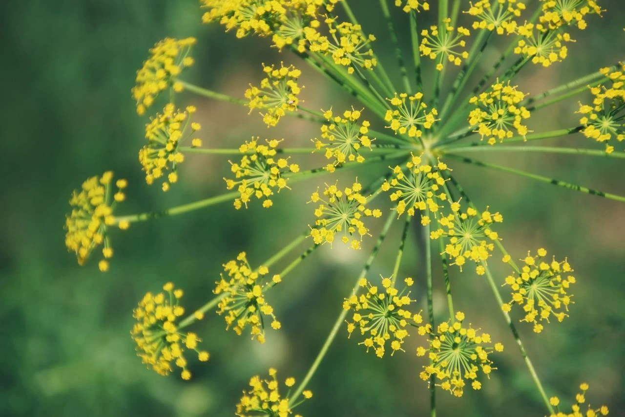 Fennel Flower