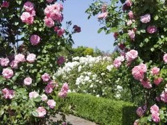 Gate of Pink Roses - garden arch