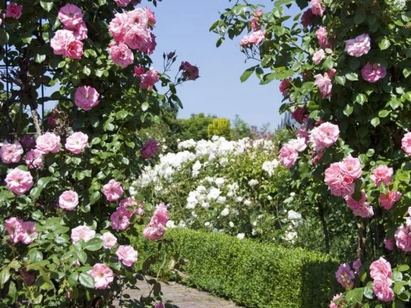 Gate of Pink Roses - garden arch