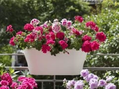 Geraniums in balcony container