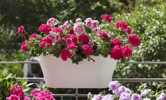 Geraniums in balcony container