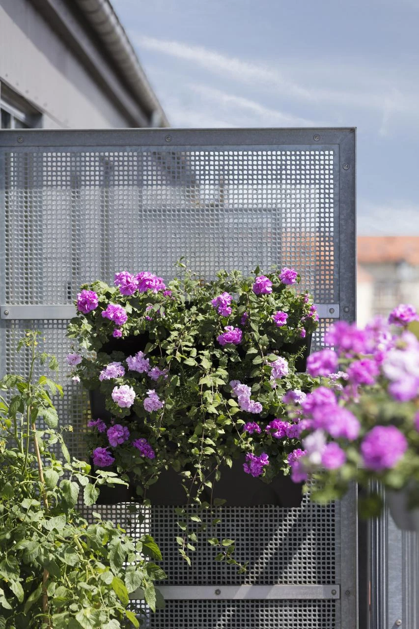 Geraniums and ivy turn an unsightly partition wall into a brightly-coloured sea of flowers