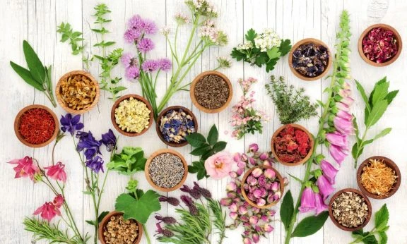 Herbs and Flowers for Herbal Medicine