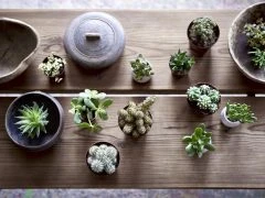 Ikea potted plants, SANSEVIERIA