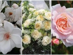 New rose breeds for 2018 - RHS Hampton Court Palace Flower Show
