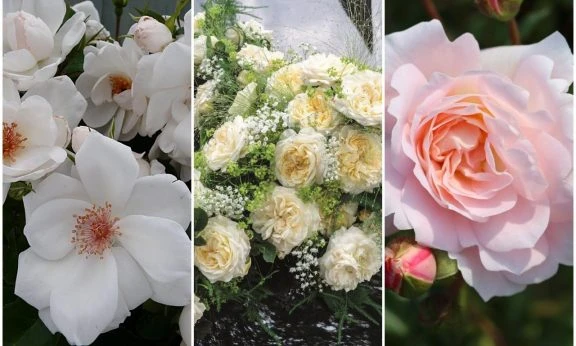New rose breeds for 2018 - RHS Hampton Court Palace Flower Show