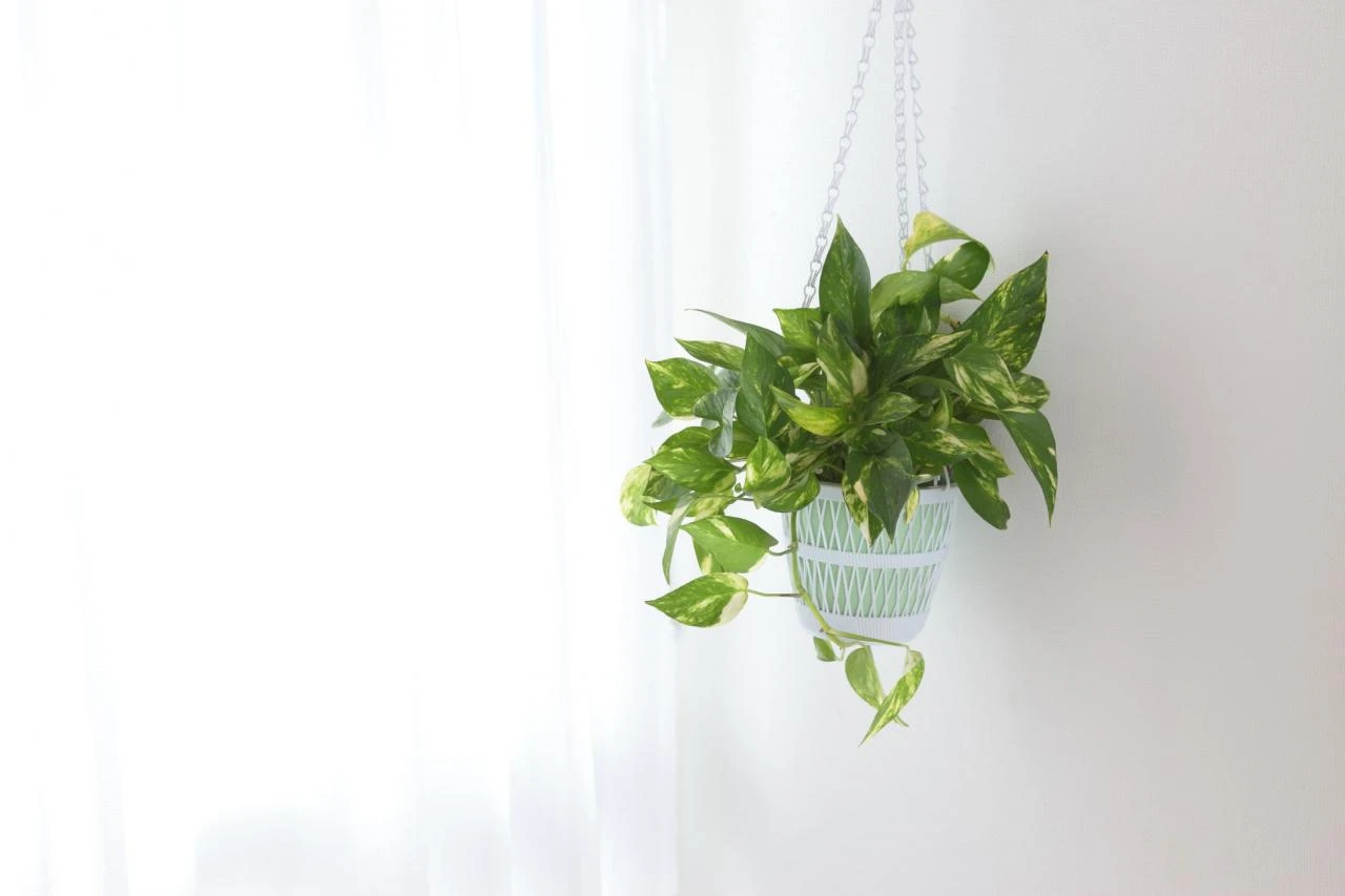 Hanging Pothos pots by the window - Devil's Ivy plant