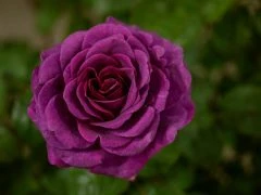 Rose 'Timeless Purple' wins Visitor Vote Award at HTA National Plant Show