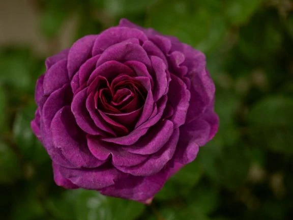 Rose 'Timeless Purple' wins Visitor Vote Award at HTA National Plant Show